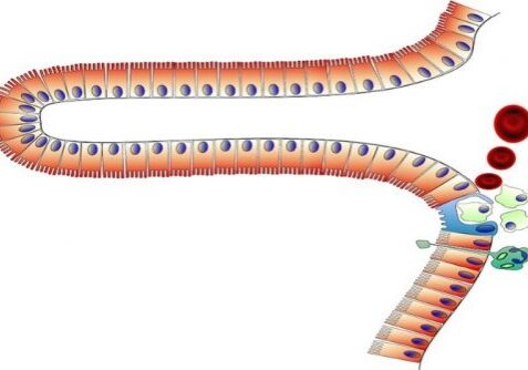 blog-intestine-makes-rbc