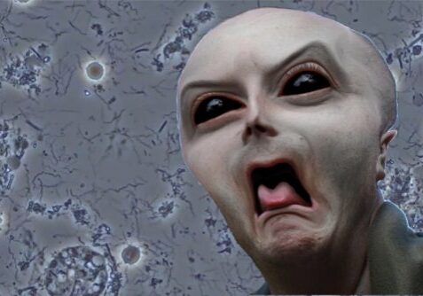 blog-spirochete-invasion